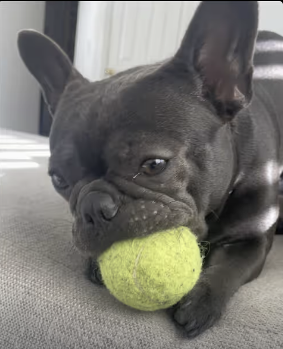 Frenchie making funny noises chewing on her favorite tennis ball !!!